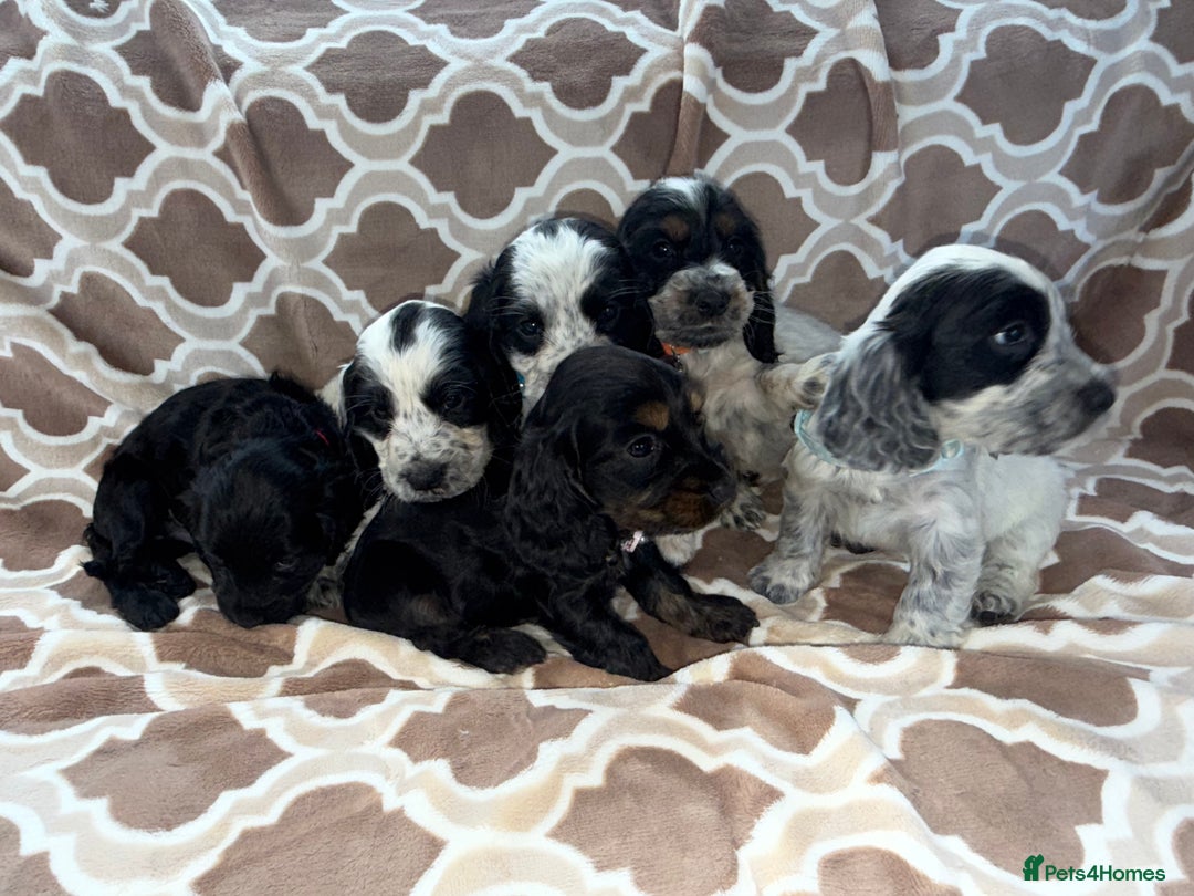 Cocker Spaniel dogs for sale: Cocker spaniel puppy’s - Image 1