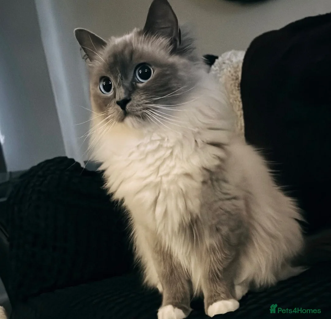 Ragdoll cats for sale: ⭐️Two beautiful female ragdoll kittens for sale⭐️ - Advert 3