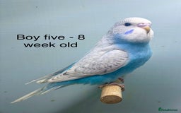Budgerigars birds for sale: Stunning 8 week old baby budgies  - Advert 5