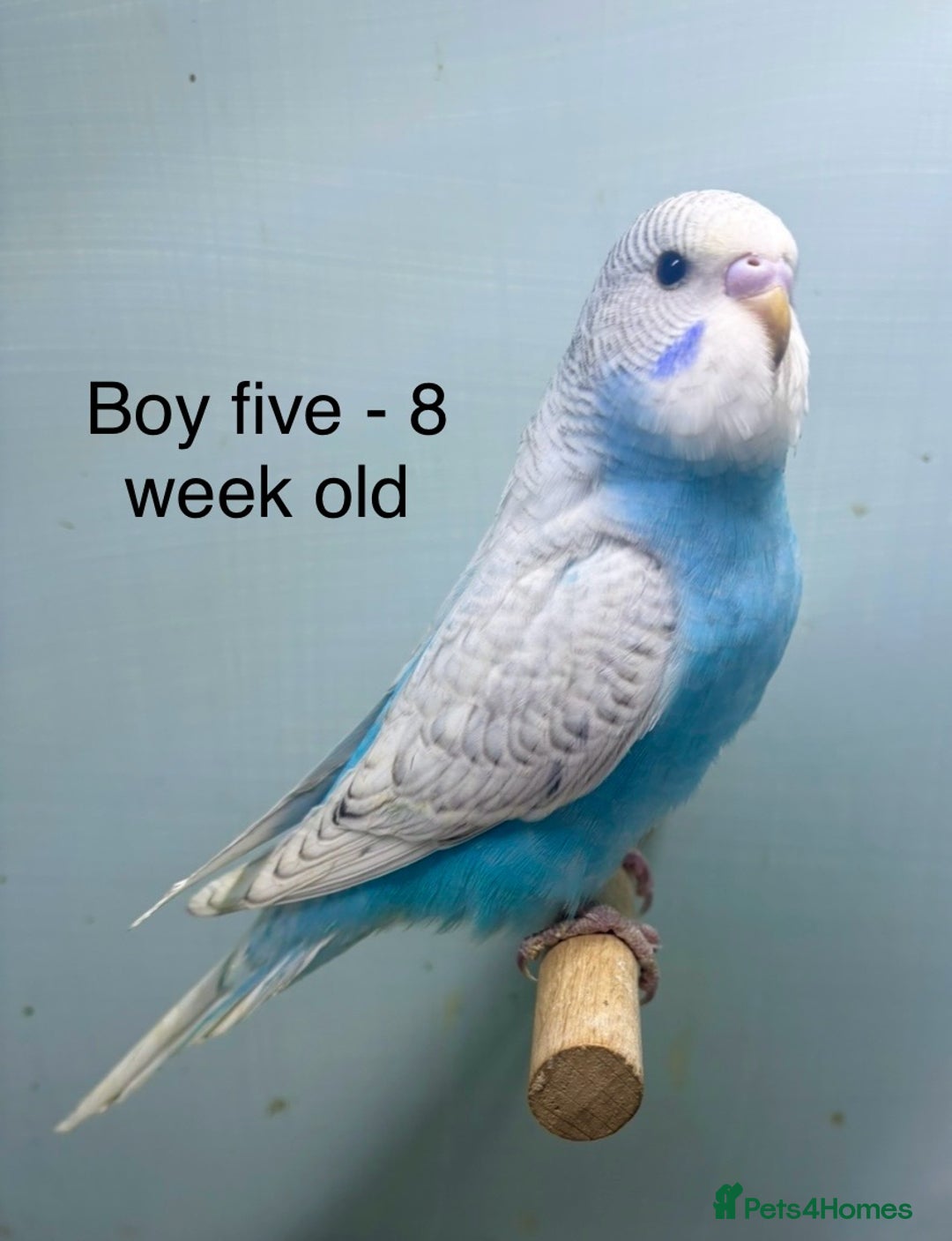 Budgerigars birds for sale: Stunning 8 week old baby budgies  - Advert 5