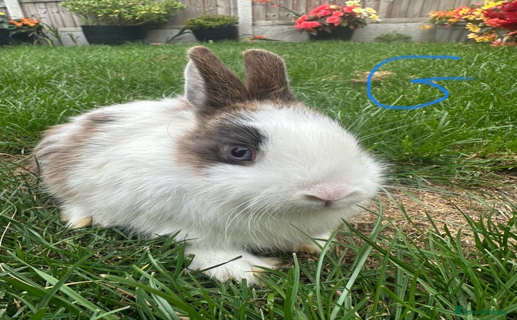 Netherland Dwarf rabbits - Advert 3