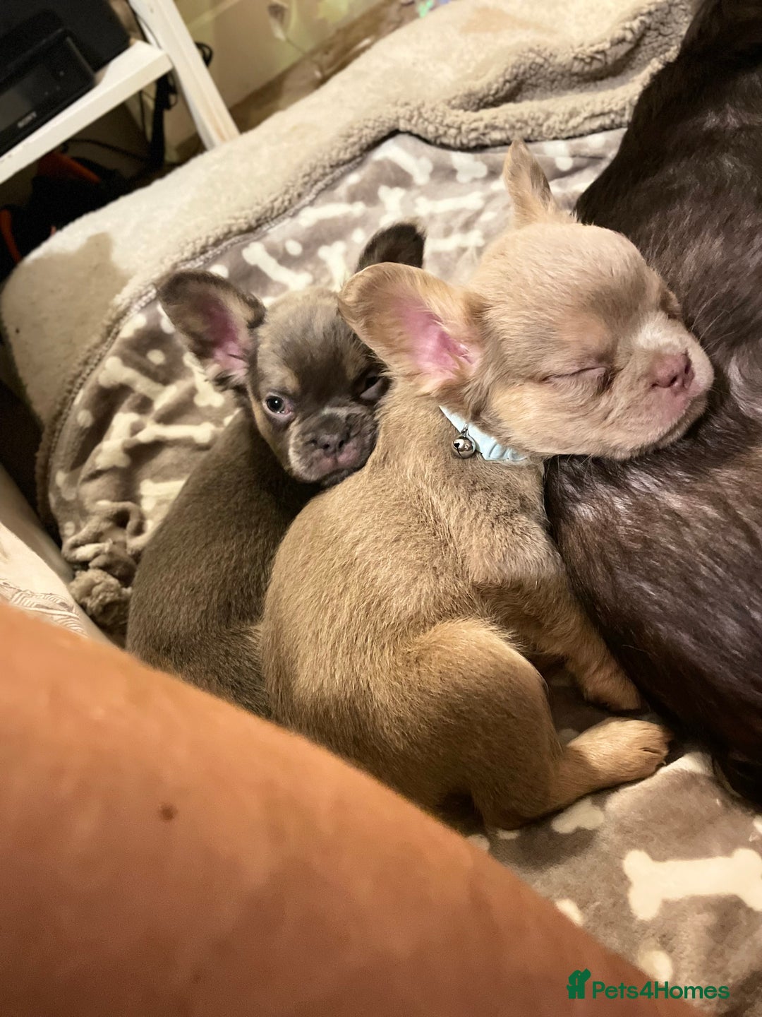 French Bulldog dogs for sale: Visual Fluffy Compact French Bulldogs 🩷🐶🐾 - Advert 18