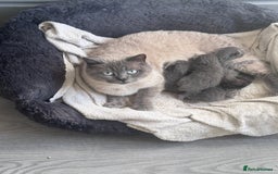 British Shorthair cats for sale: Chunky BSH Kittens - Image 12