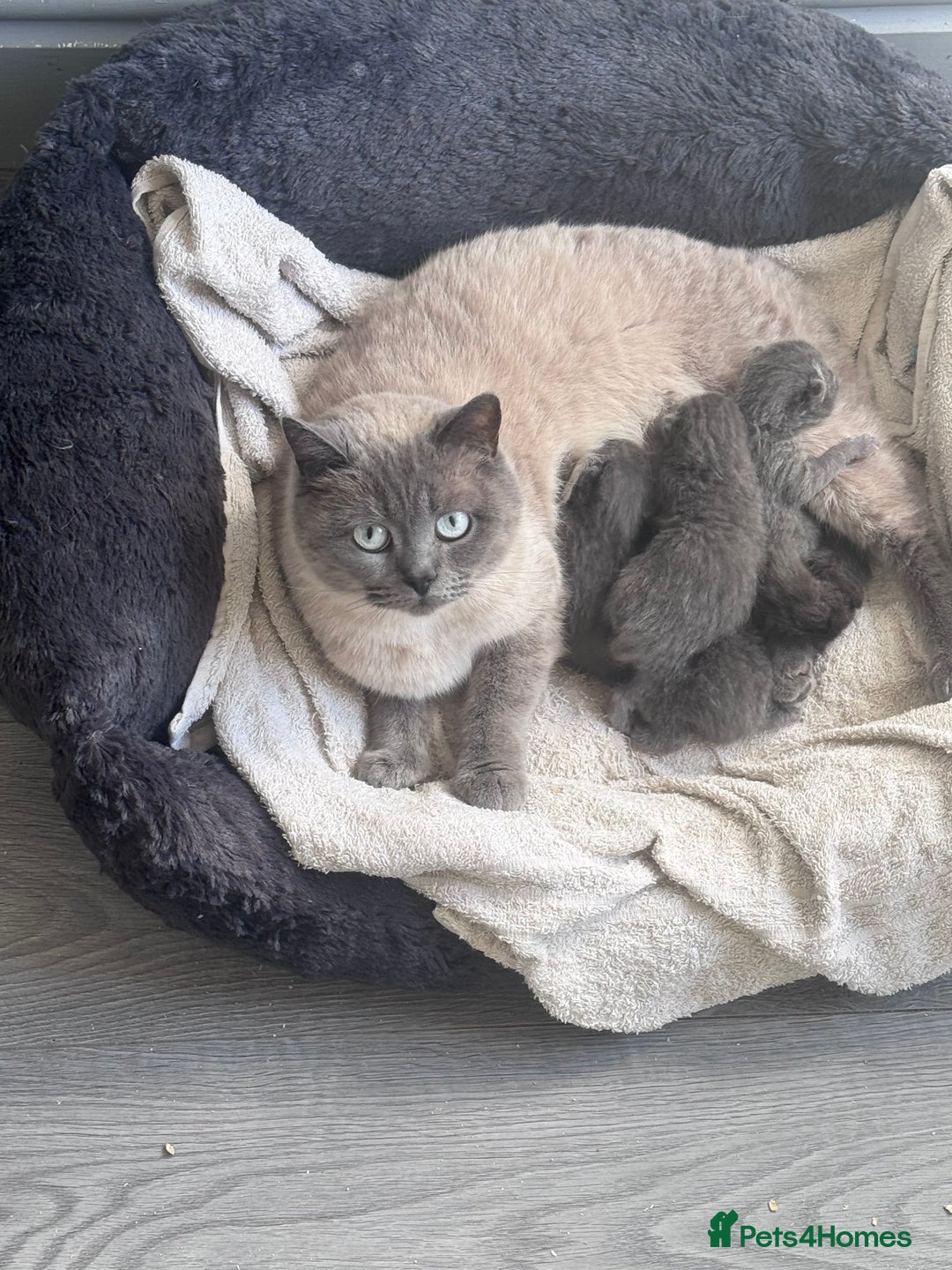 British Shorthair cats for sale: Chunky BSH Kittens - Image 12