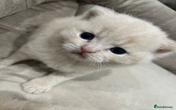 British Shorthair cats for sale: British shorthair  - Image 3