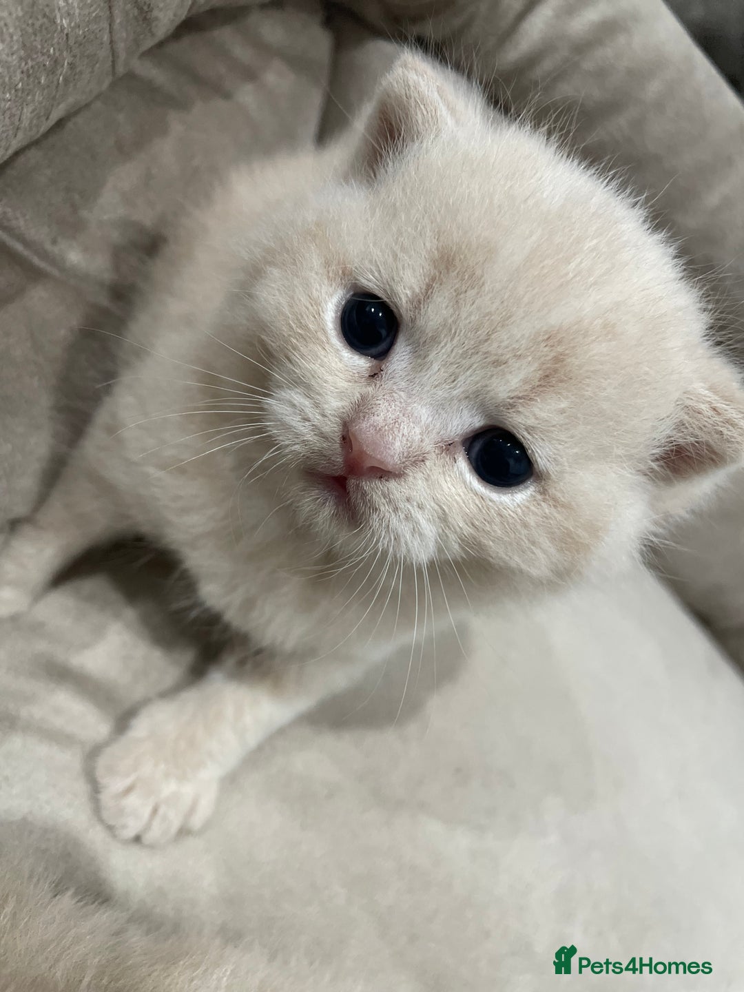 British Shorthair cats for sale: British shorthair  - Image 3