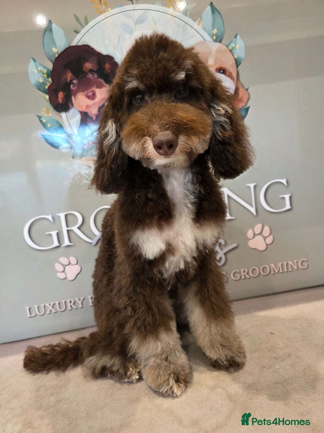 Miniature Poodle dogs for sale: Small miniture poodle  - Advert 3