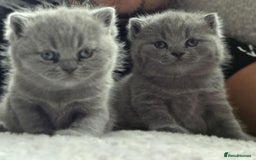 British Shorthair cats for sale: British Shorthair Kittens - Image 1