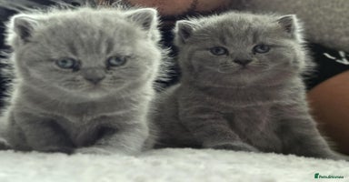 British Shorthair cats - Advert 7