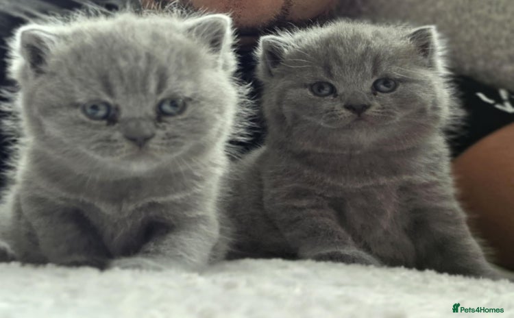British Shorthair cats - Advert 10