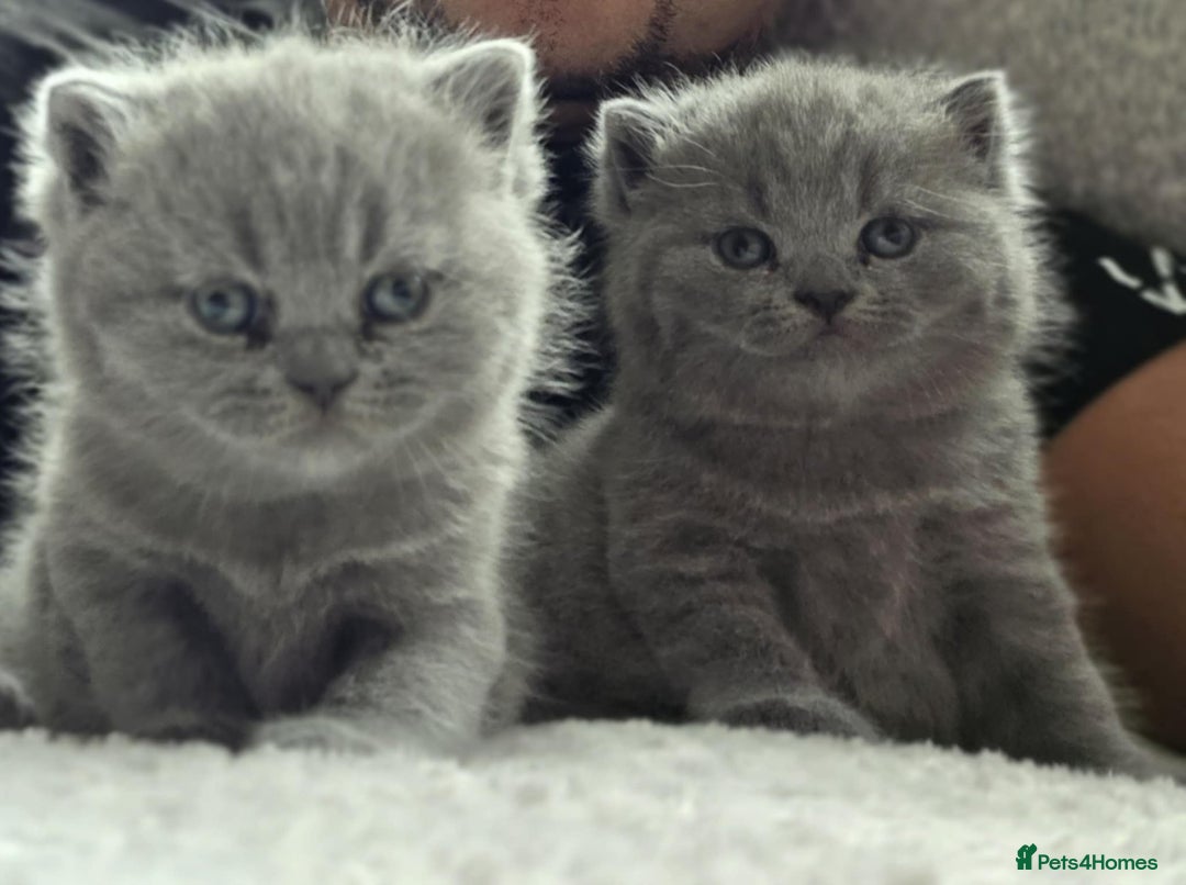 British Shorthair cats for sale: British Shorthair Kittens - Image 1