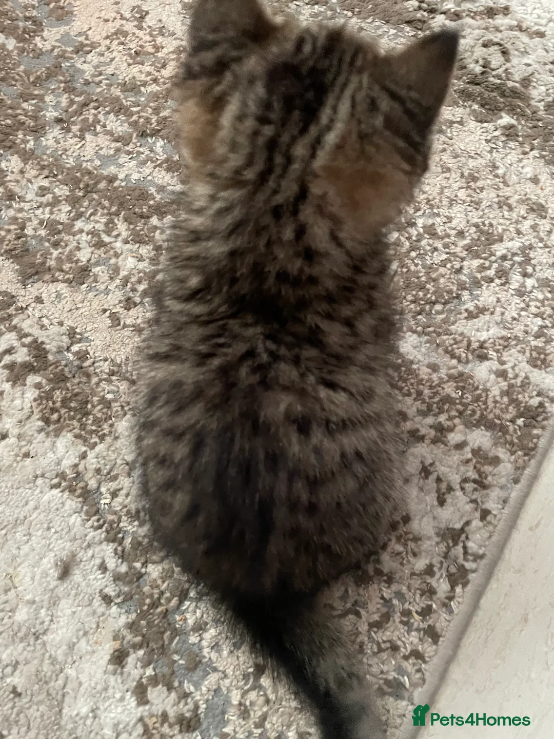 British Shorthair cats for sale: Classic spotted tabby boy Cinnamon carrier - Advert 6