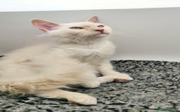 LaPerm cats for sale: Lilac point longhaired curly LaPerm kitten - Image 9