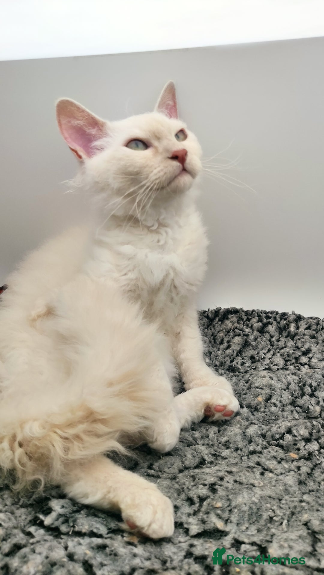 LaPerm cats for sale: Lilac point longhaired curly LaPerm kitten - Image 9