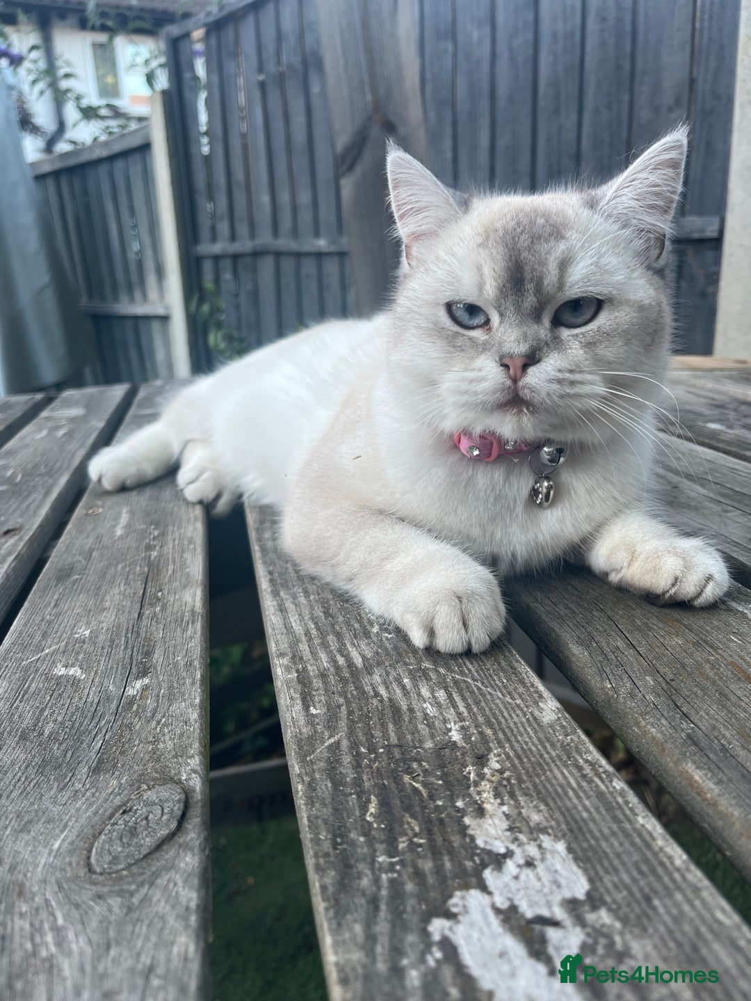 Scottish Fold cats for sale: Two Scottish Straight kittens, both female! - Advert 1