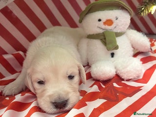 Golden Retriever dogs 6 ( 2 left) KC REG CHUNKY GOLDEN RETRIEVER BOYS - Advert 8