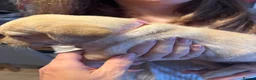 Labrador Retriever dogs for sale: Beautiful Labrador puppies for sale  - Advert 22