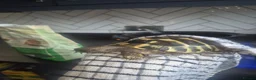 Hermann Tortoise reptiles for sale: Hermann tortoise with full setup in Grimsby - Advert 4