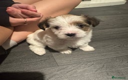 Mixed Breed dogs for sale: Female shih tzu cross yorkie  - Advert 3