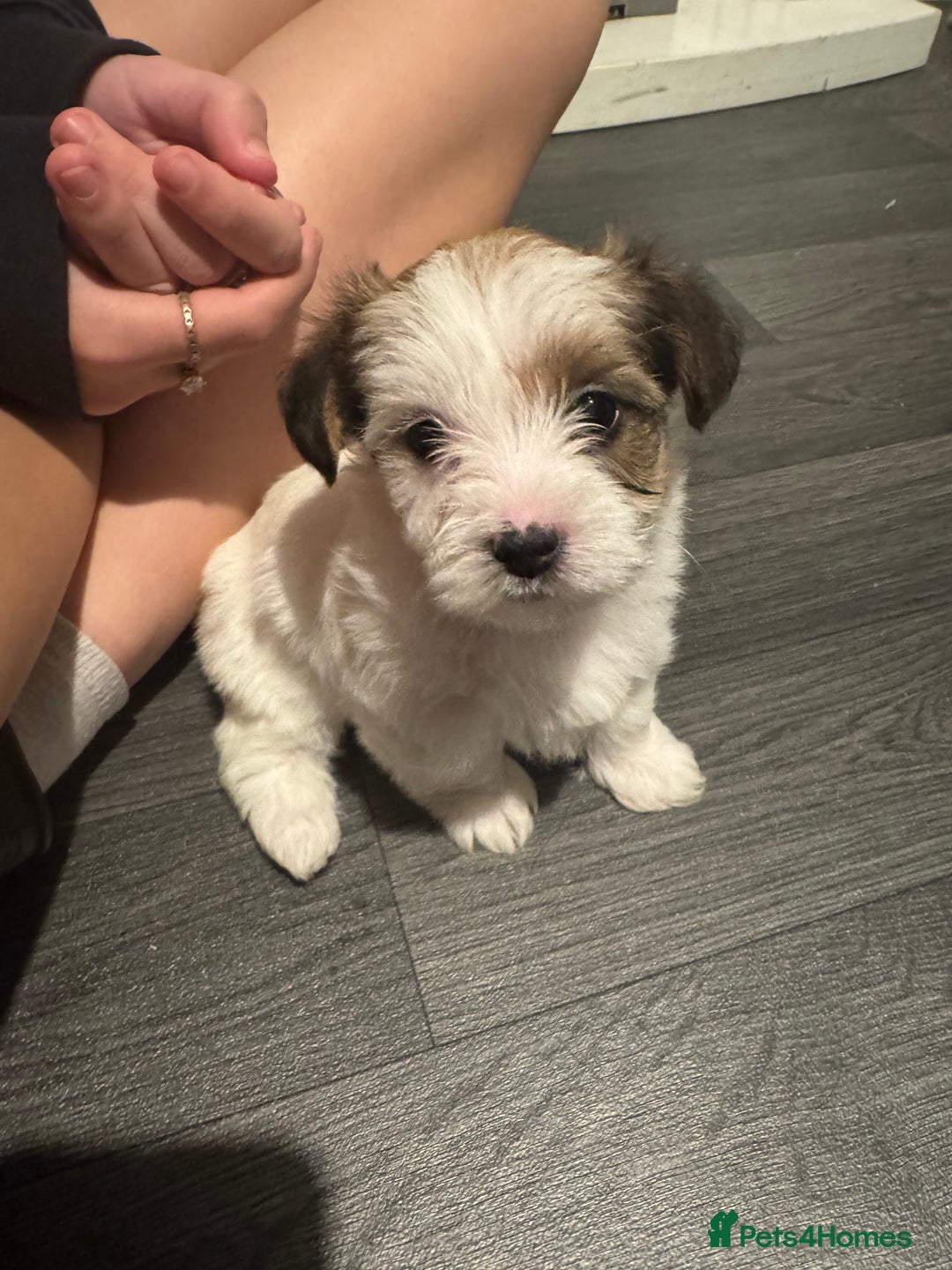Mixed Breed dogs for sale: Female shih tzu cross yorkie  - Advert 3