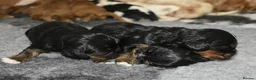 Cavalier King Charles Spaniel dogs for sale: Health Tested- Cavalier King Charles Spaniel - Advert 2