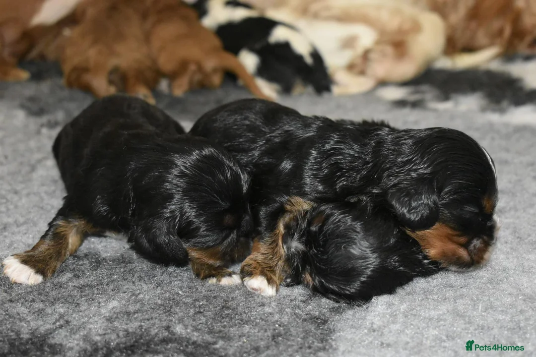 Cavalier King Charles Spaniel dogs for sale: Health Tested- Cavalier King Charles Spaniel - Advert 2