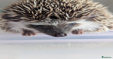 Pygmy Hedgehog rodents - Advert 10