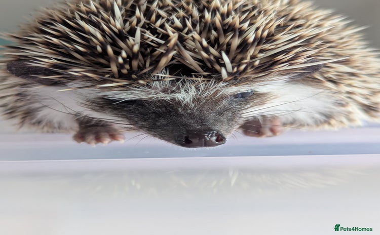 Pygmy Hedgehog rodents - Advert 1