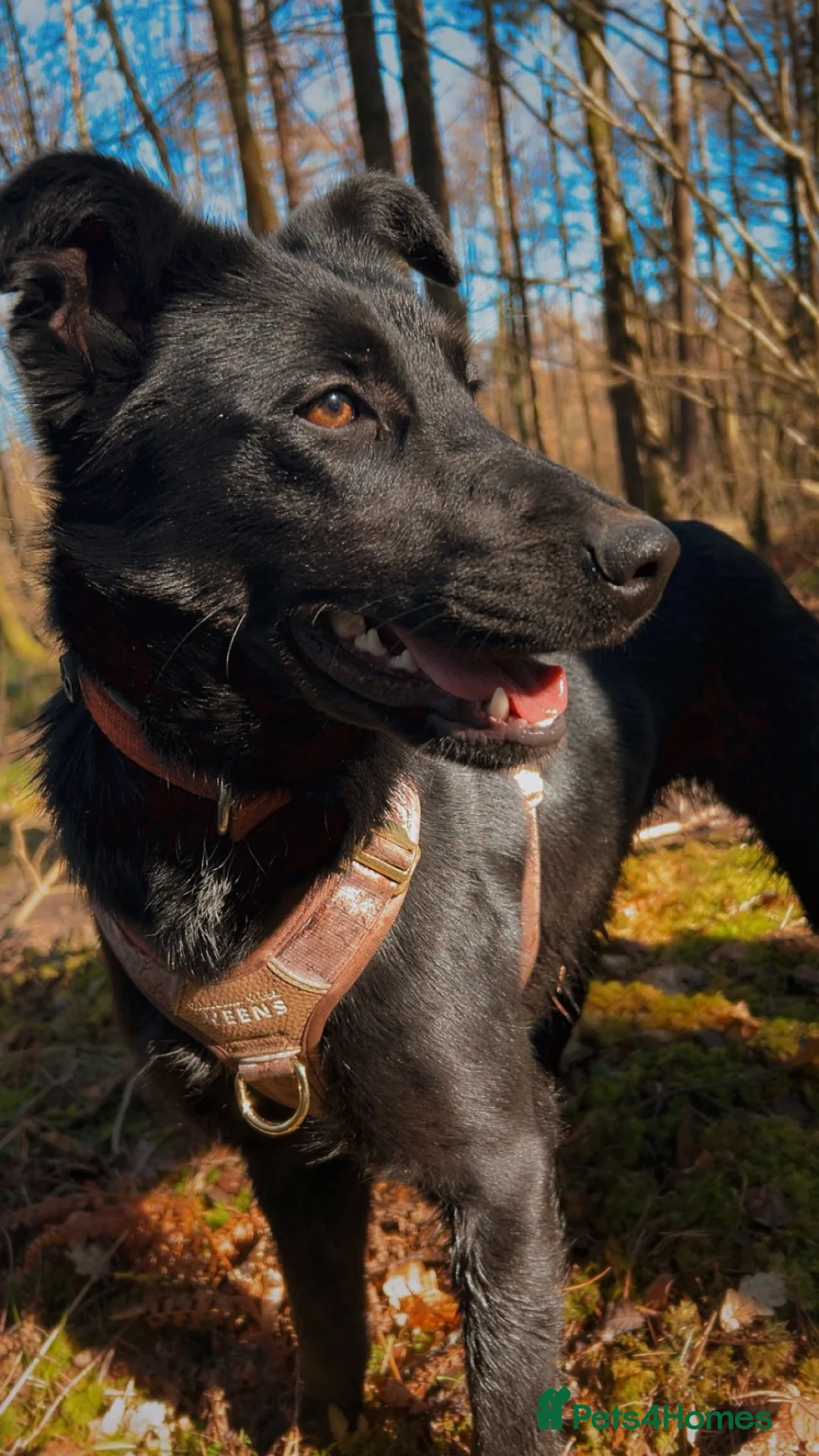 Mixed Breed dogs for sale: Failed farm dog looking for a new home - Advert 2