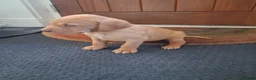 Labrador Retriever dogs for sale: KC Red Labrador Pups for sale - Advert 11