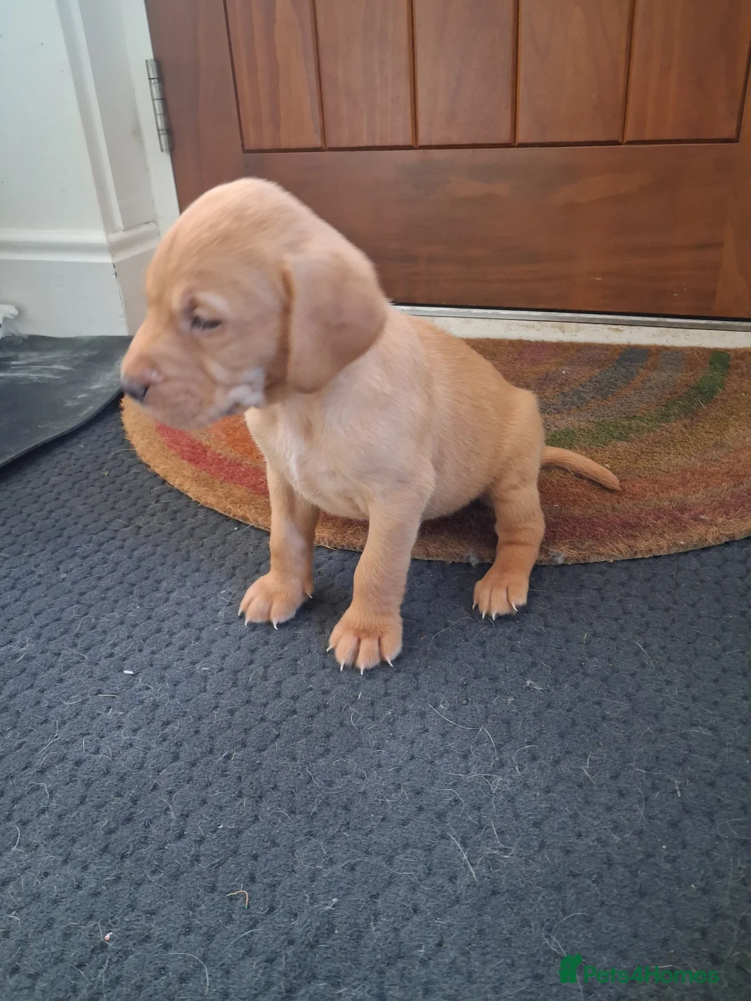 Labrador Retriever dogs for sale: KC Red Labrador Pups for sale - Advert 11