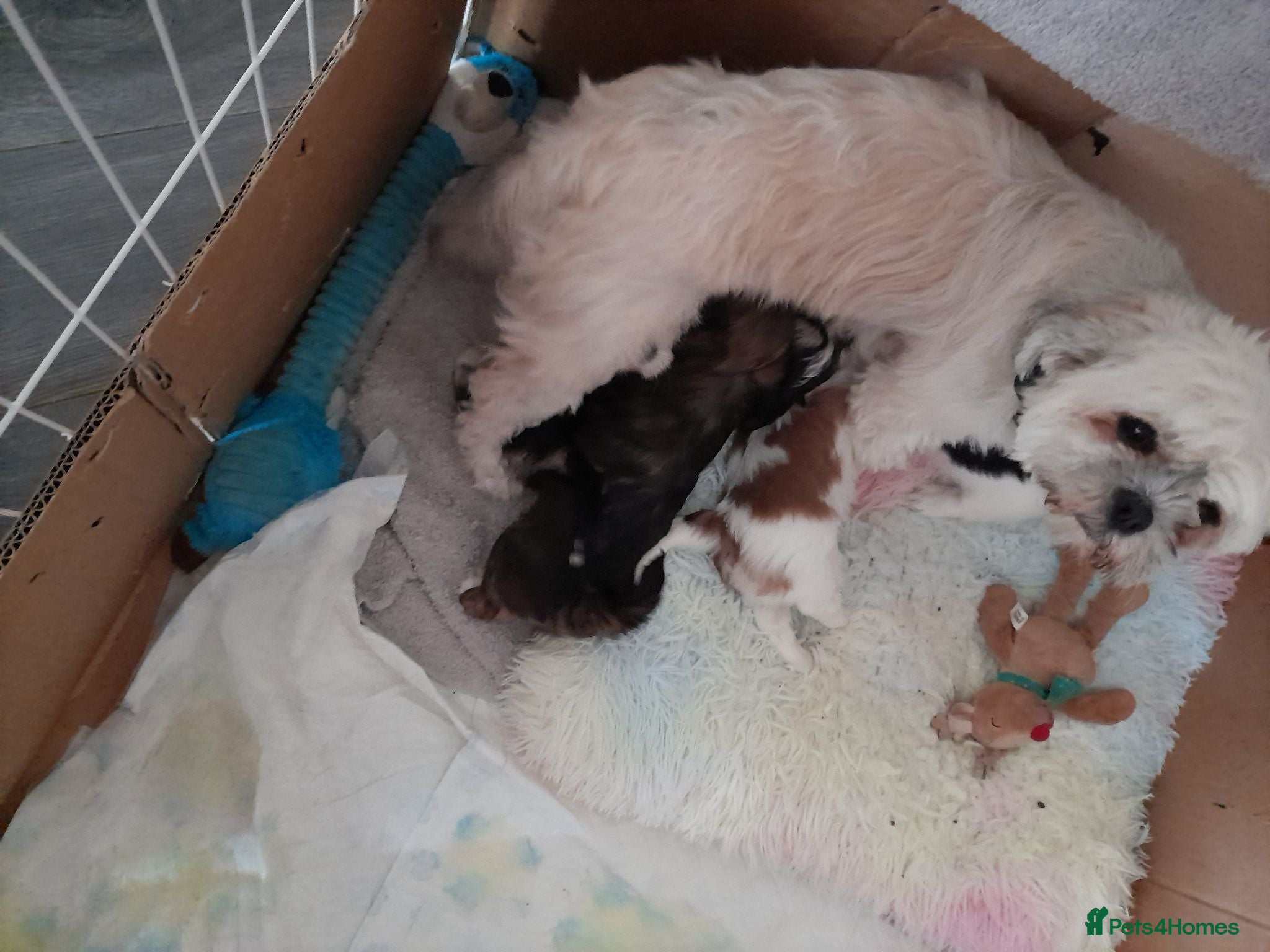 Lhasa Apso dogs Lhasa Apso Puppies for sale - Advert 3