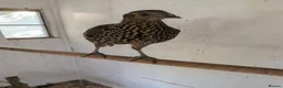 Mixed Breed birds for sale: Temminck's Tragopans Males and Females pheasant - Advert 4