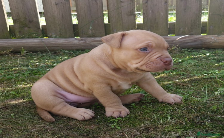 American Bully dogs - Advert 1