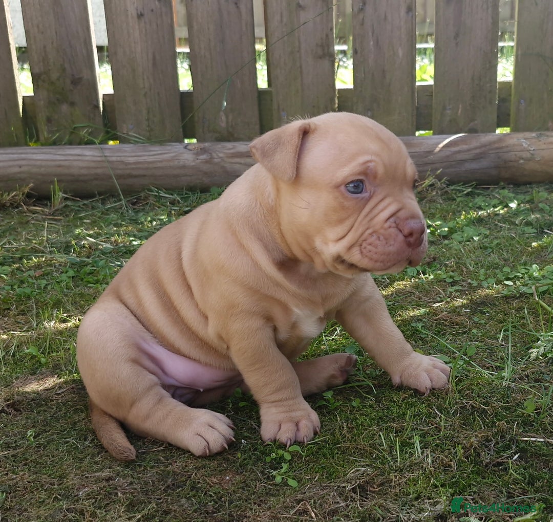 American Bully dogs for sale: 3 female pocket bully's available  - Image 1