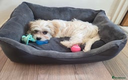 Cavapoo dogs for sale: Cavapoo female puppy  - Image 4