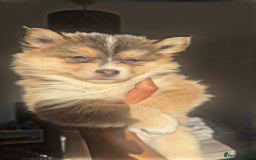 Pomsky dogs for sale: Family-Raised Pomsky Pups - Advert 25