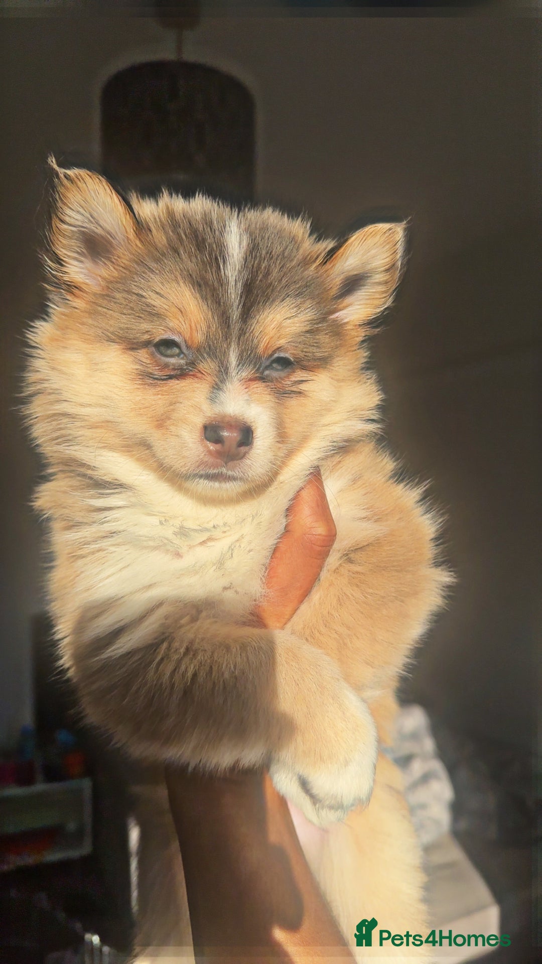 Pomsky dogs for sale: Family-Raised Pomsky Pups - Advert 25