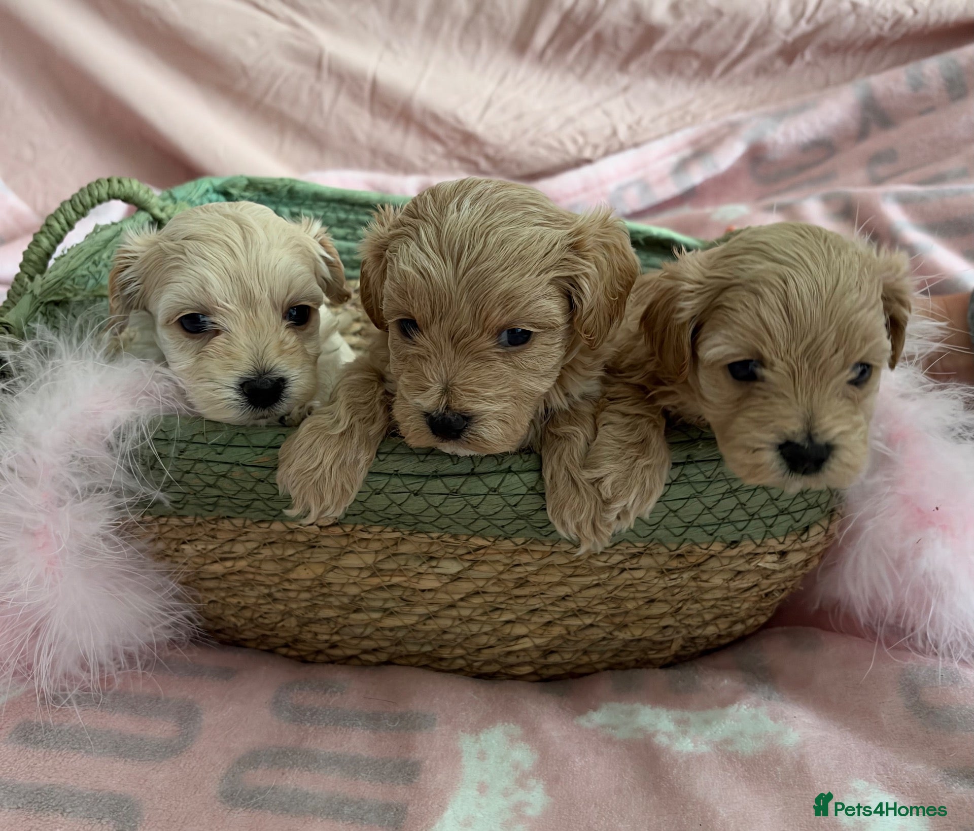 Maltipoo dogs for sale: Exquisite F1 Maltipoo Puppies - Advert 1