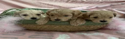 Maltipoo dogs for sale: Exquisite F1 Maltipoo Puppies in Chislehurst - Advert 1