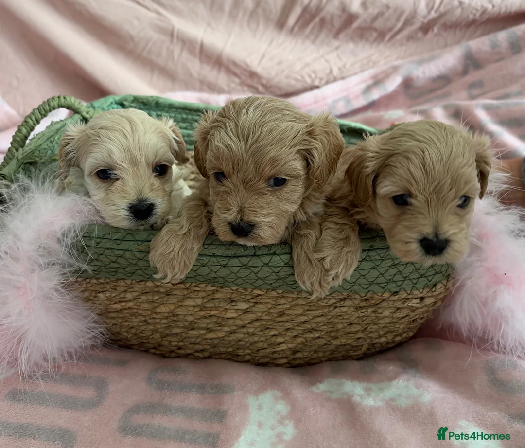 Maltipoo dogs for sale: Exquisite F1 Maltipoo Puppies in Chislehurst - Advert 1