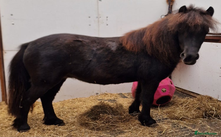Miniature horses - Advert 1