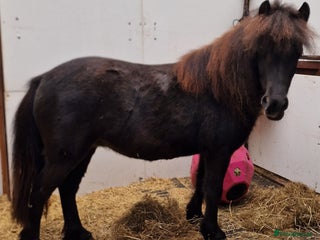Miniature horses - Advert 3