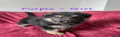 Purple - Girl, Nickname Sasha