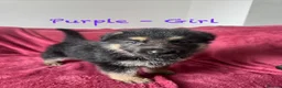 German Shepherd dogs for sale: Stunning Family Raised German Shepherd Puppies - Advert 32