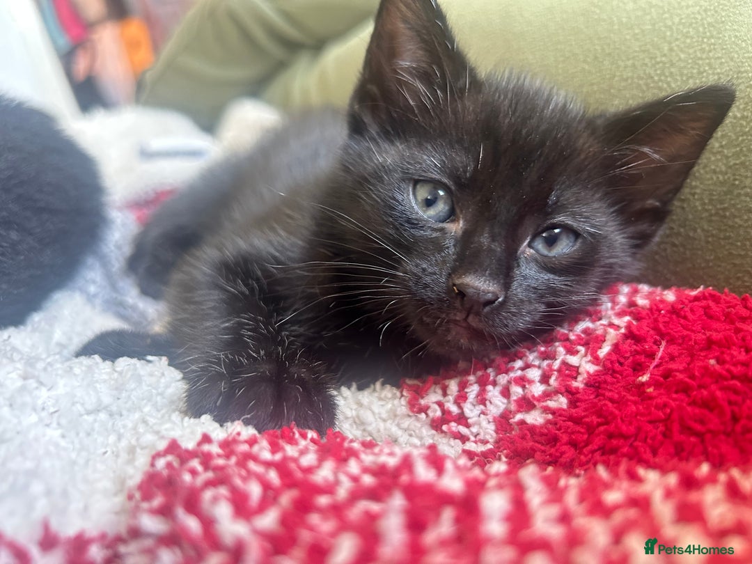 Mixed Breed cats for sale: kitten for sale! - Image 5