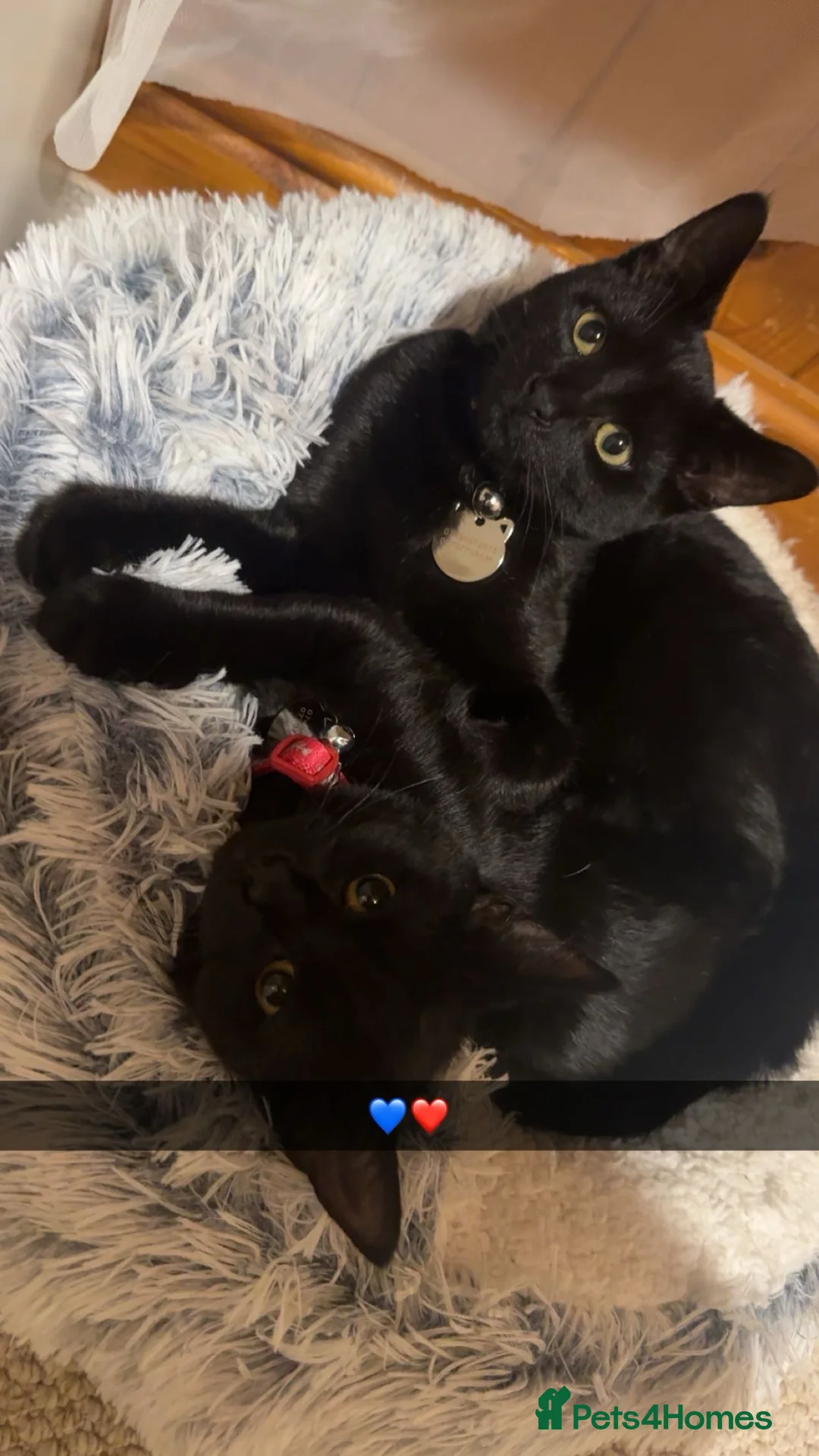 Mixed Breed cats for sale: Looking to rehome my beautiful cats  - Advert 3