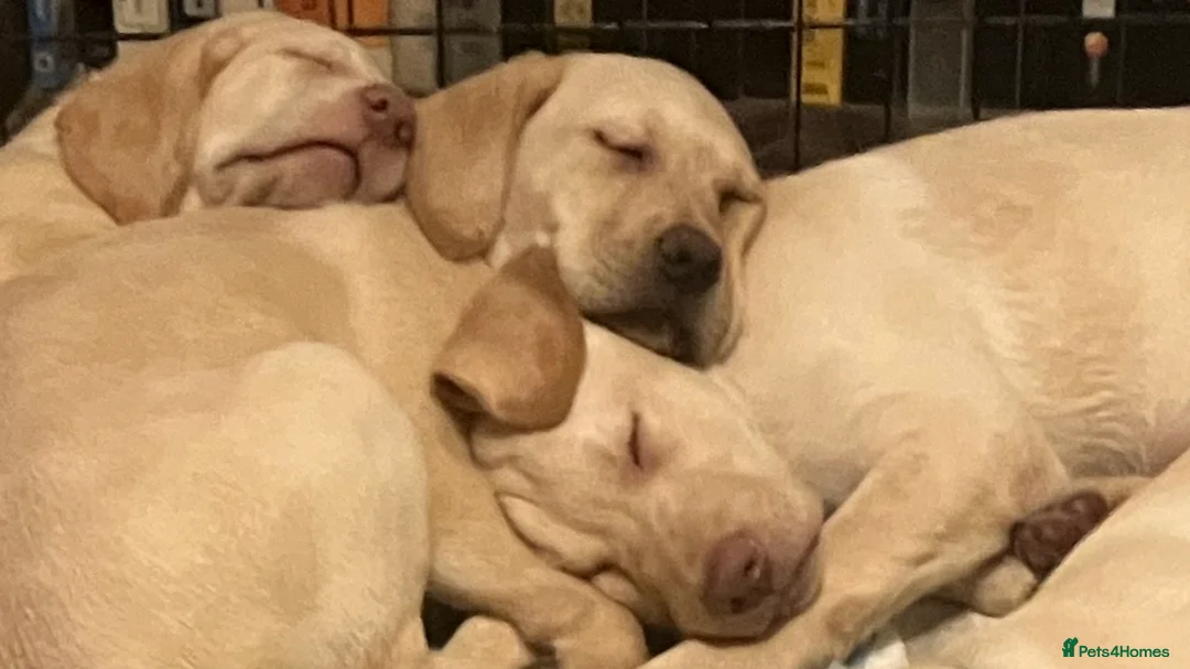 Labrador Retriever dogs for sale: Gorgeous Labrador puppies for sale. - Advert 11