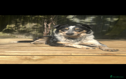 Border Collie dogs for sale: Border collie puppies  - Image 10