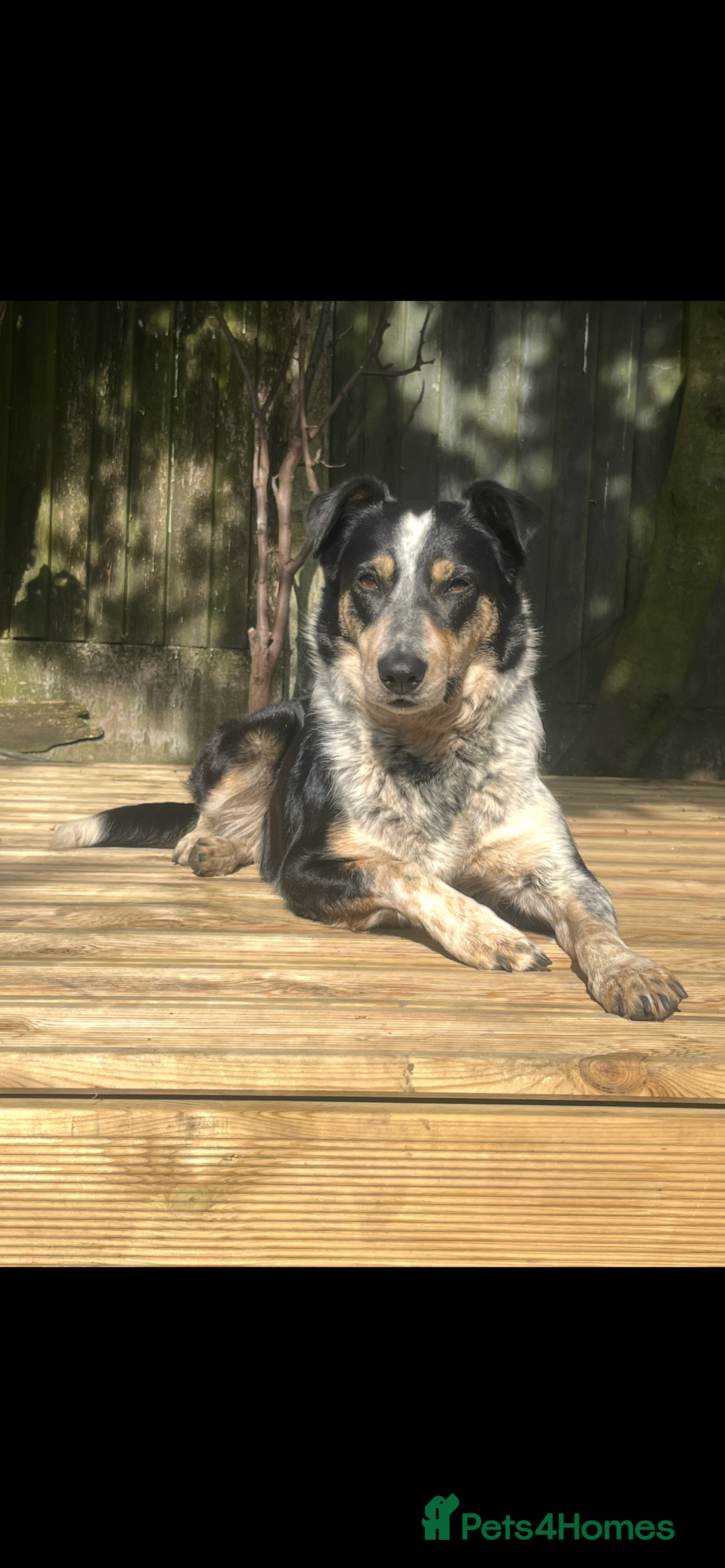 Border Collie dogs for sale: Border collie puppies  - Image 10